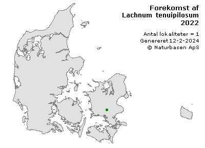 Lachnum tenuipilosum - udbredelseskort