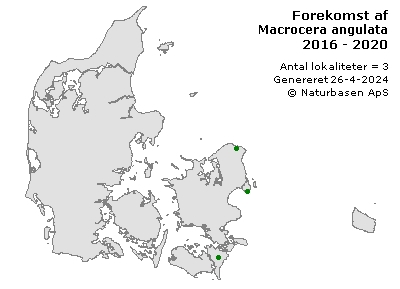 Macrocera angulata - udbredelseskort