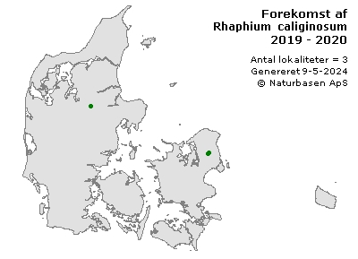 Rhaphium caliginosum - udbredelseskort