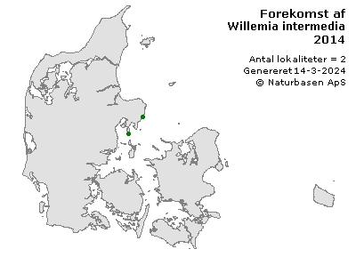 Willemia intermedia - udbredelseskort
