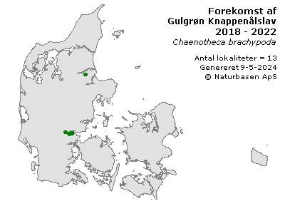 Gulgrøn Knappenålslav - udbredelseskort
