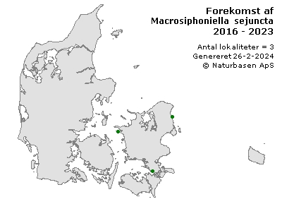Macrosiphoniella sejuncta - udbredelseskort