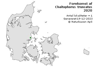 Chaitophorus truncatus - udbredelseskort