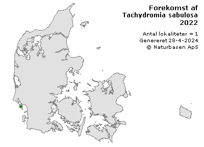 Tachydromia sabulosa - udbredelseskort
