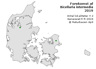 Bicellaria intermedia - udbredelseskort