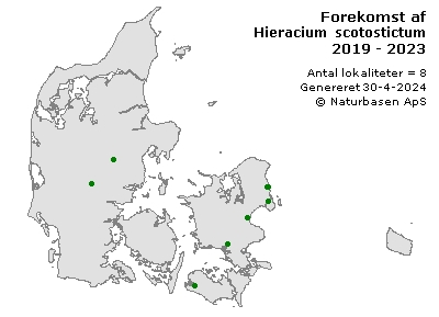 Hieracium scotostictum - udbredelseskort