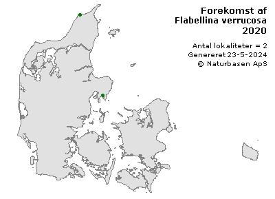 Flabellina verrucosa - udbredelseskort