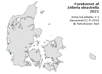 Zelleria oleastrella - udbredelseskort