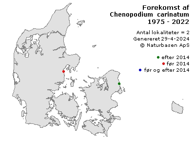 Chenopodium carinatum - udbredelseskort