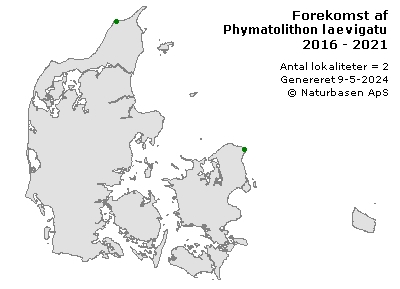 Phymatolithon laevigatum - udbredelseskort