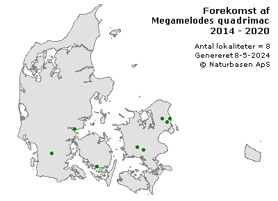 Megamelodes quadrimaculatus - udbredelseskort