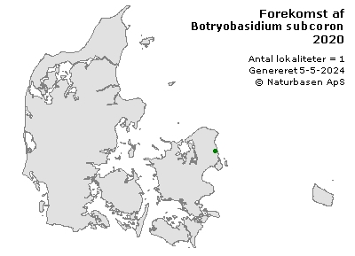 Botryobasidium subcoronatum - udbredelseskort