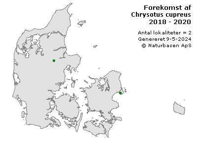 Chrysotus cupreus - udbredelseskort