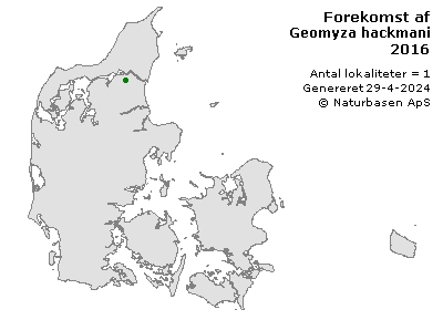 Geomyza hackmani - udbredelseskort