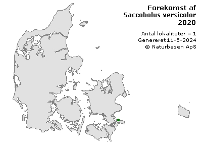 Saccobolus versicolor - udbredelseskort