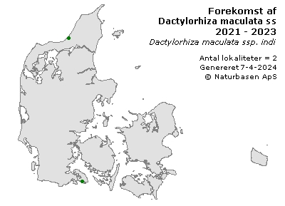 Dactylorhiza maculata ssp. ubest. - udbredelseskort