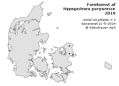 Hypogastrura purpurescens - udbredelseskort