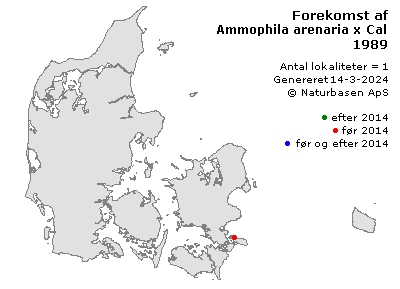 Ammophila arenaria x Calamagrostis epigeios nm. intermedia - udbredelseskort