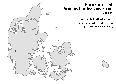 Bromus hordeaceus x racemosus - udbredelseskort