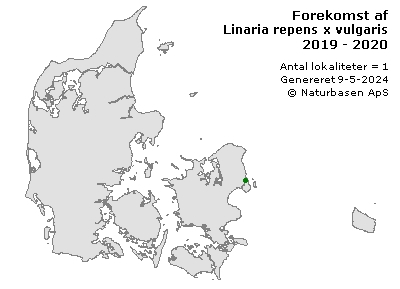 Linaria repens x vulgaris - udbredelseskort