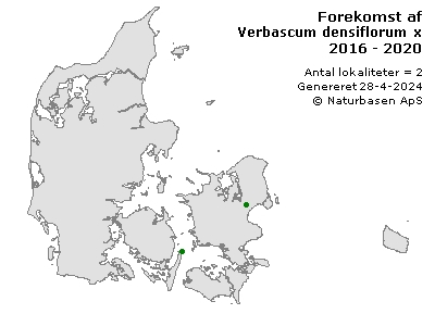 Verbascum densiflorum x nigrum - udbredelseskort