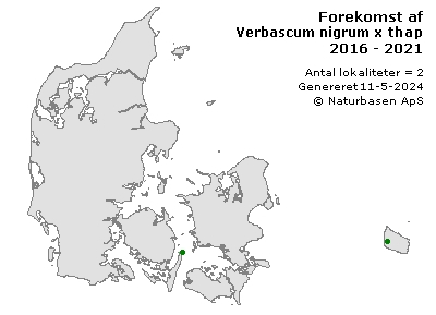 Verbascum nigrum x thapsus - udbredelseskort