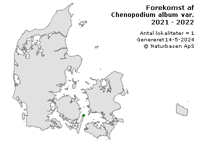 Chenopodium album var. reticulatum - udbredelseskort