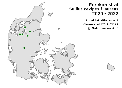 Suillus cavipes f. aureus - udbredelseskort