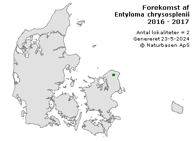 Entyloma chrysosplenii - udbredelseskort