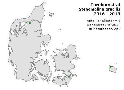 Stenomalina gracilis - udbredelseskort