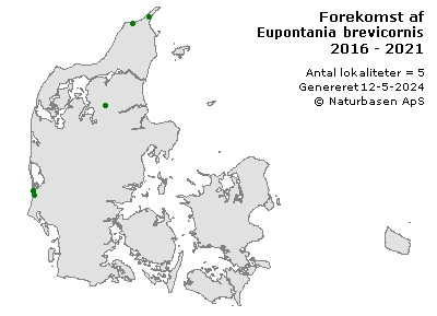 Eupontania brevicornis - udbredelseskort