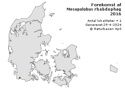 Mesopolobus rhabdophagae - udbredelseskort