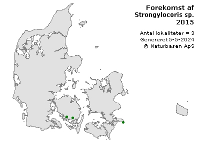 Strongylocoris sp. - udbredelseskort