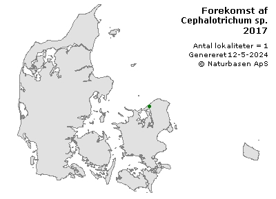 Cephalotrichum sp. - udbredelseskort