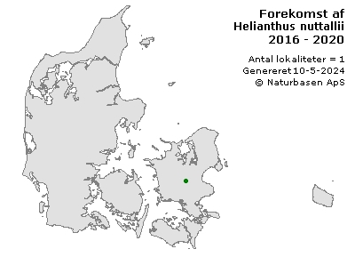Helianthus nuttallii - udbredelseskort