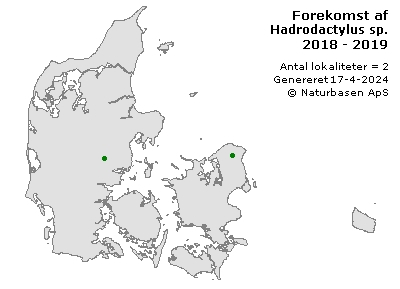 Hadrodactylus sp. - udbredelseskort
