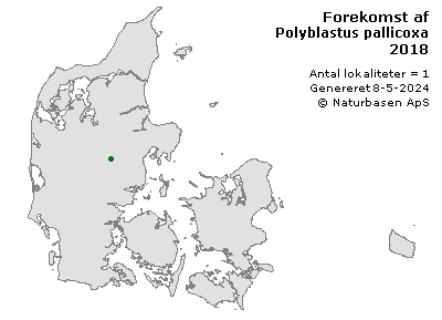 Polyblastus pallicoxa - udbredelseskort