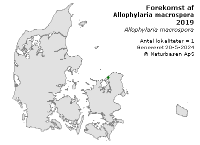 Allophylaria macrospora  - udbredelseskort
