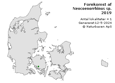 Neocoenorrhinus sp. - udbredelseskort