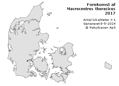 Macrocentrus thoracicus - udbredelseskort