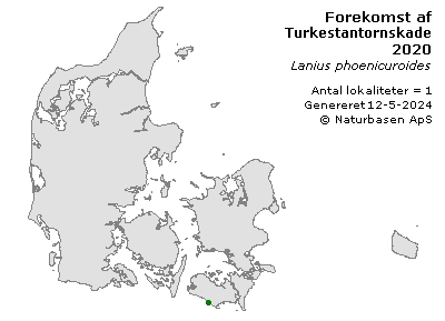 Turkestantornskade - udbredelseskort