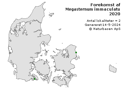 Megasternum immaculatum - udbredelseskort