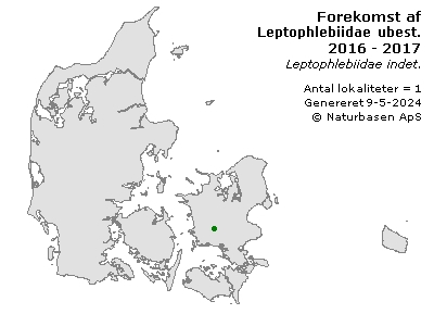 Leptophlebiidae ubest. - udbredelseskort