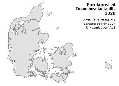 Toxoneura laetabilis - udbredelseskort