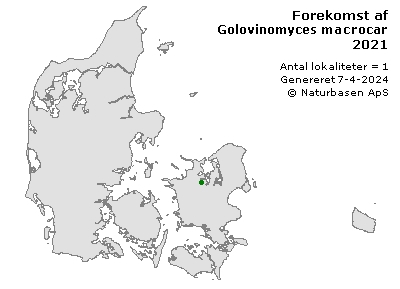 Golovinomyces macrocarpus - udbredelseskort