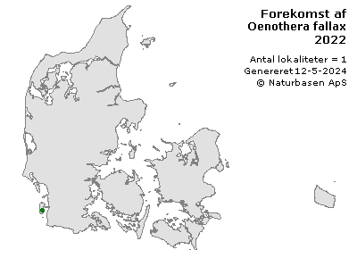 Oenothera fallax - udbredelseskort