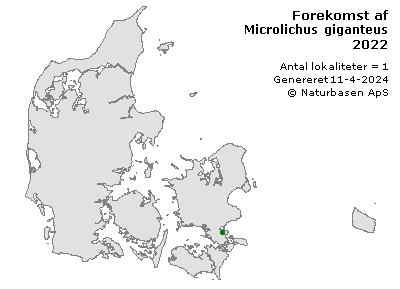 Microlichus giganteus - udbredelseskort
