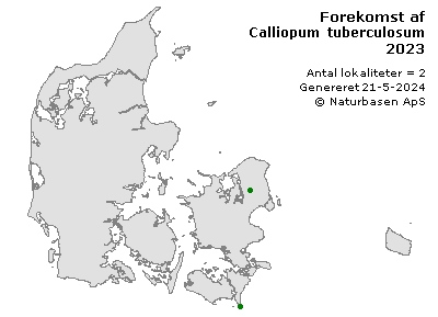 Calliopum tuberculosum - udbredelseskort