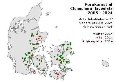 Ctenophora flaveolata - udbredelseskort
