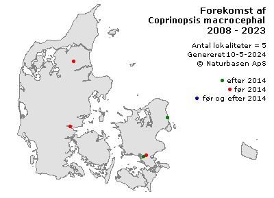 Coprinopsis macrocephala - udbredelseskort